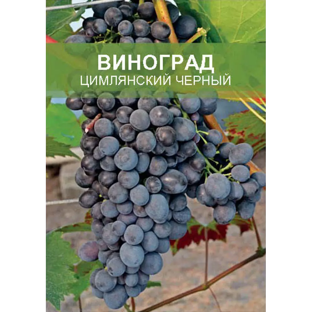 Фото Виноград Цимлянский черный ø15 h50 см Фото Виноград Цимлянский черный ø15 h50 см