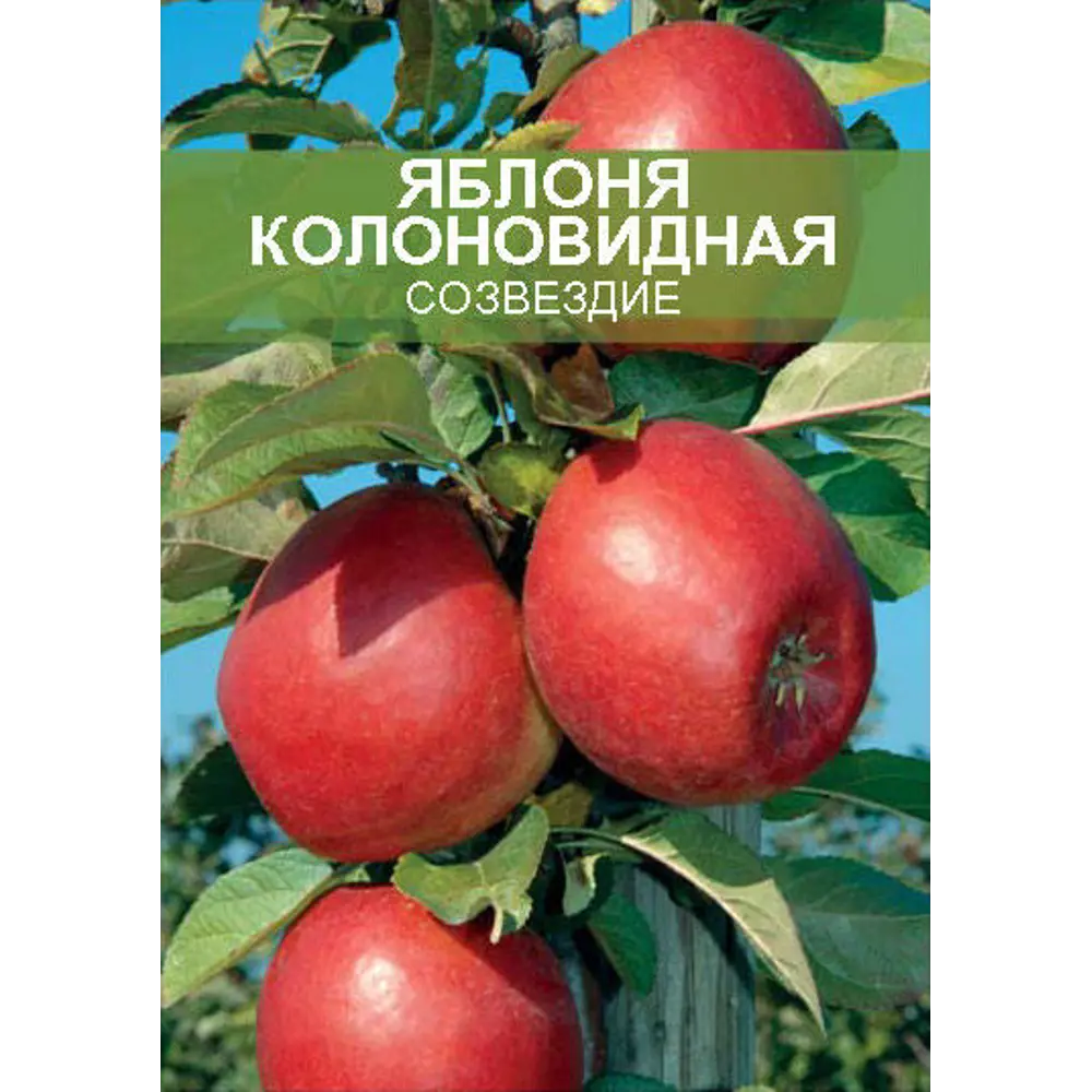 Фото Яблоня колоновидная Созвездие ø20 h180 см Фото Яблоня колоновидная Созвездие ø20 h180 см