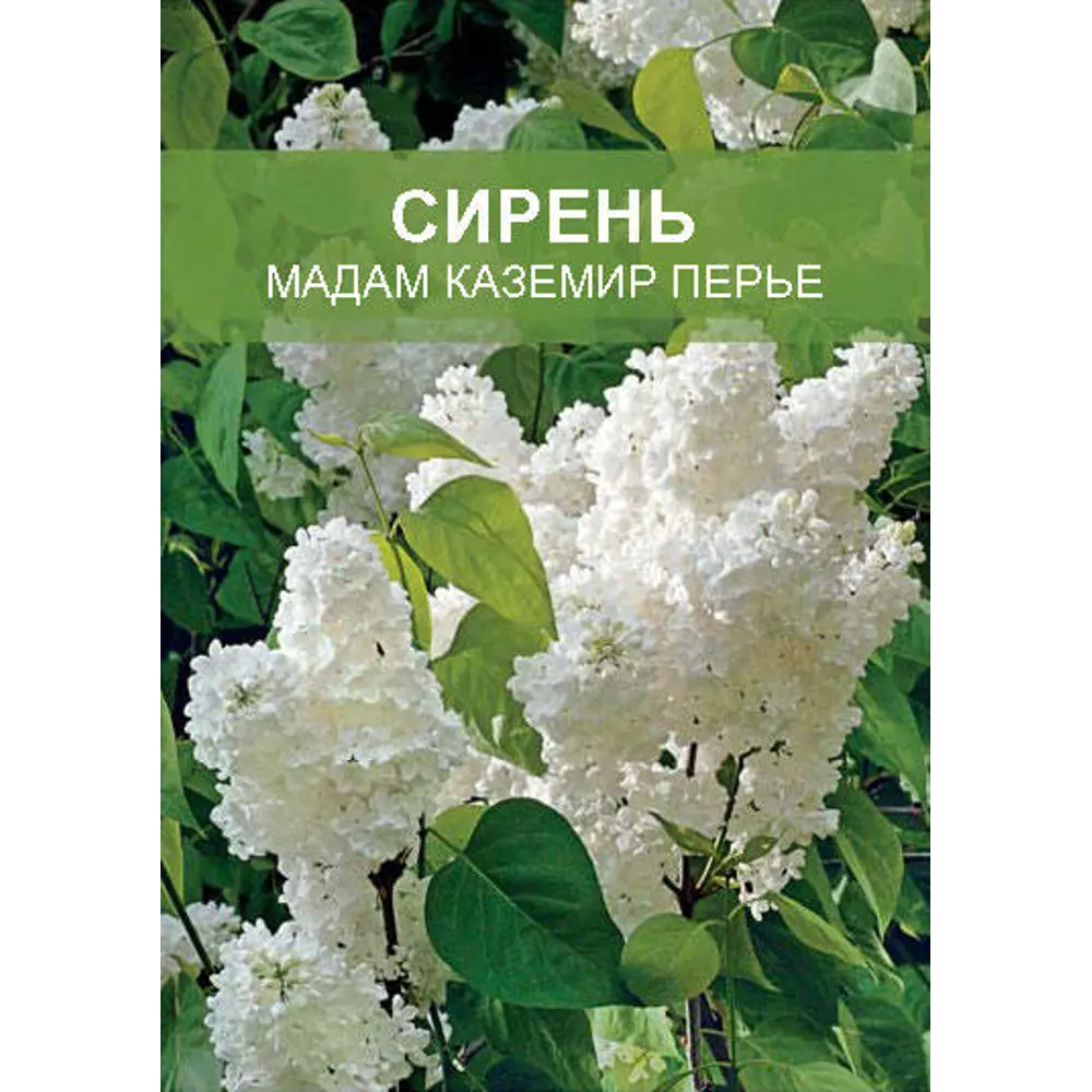 Фото Сирень Мадам Каземир ø15 h35 см Фото Сирень Мадам Каземир ø15 h35 см