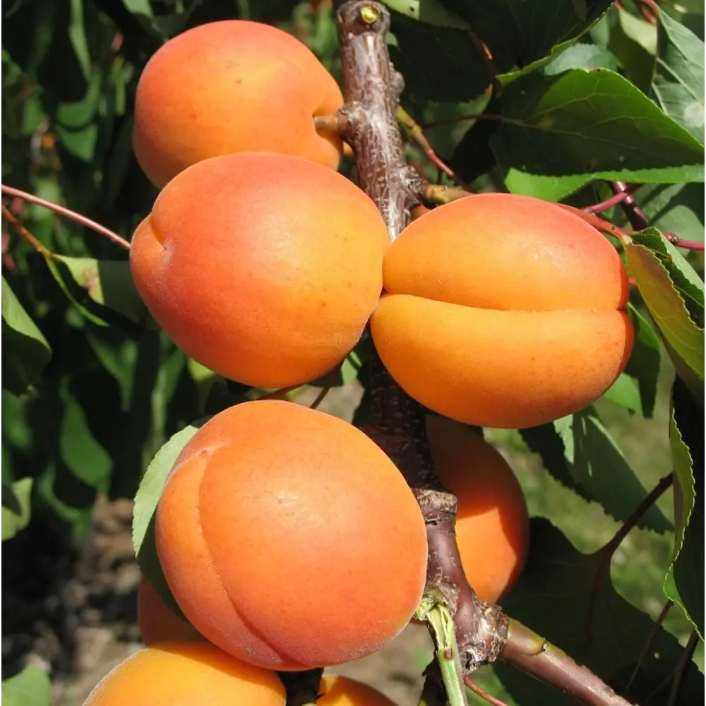 Фото Абрикос Фаворит ø22 h180 см Фото Абрикос Фаворит ø22 h180 см