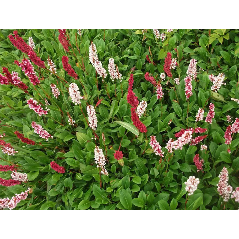 Фото Горец родственный Дарджилин Ред ø17 h30 см Фото Горец родственный Дарджилин Ред ø17 h30 см