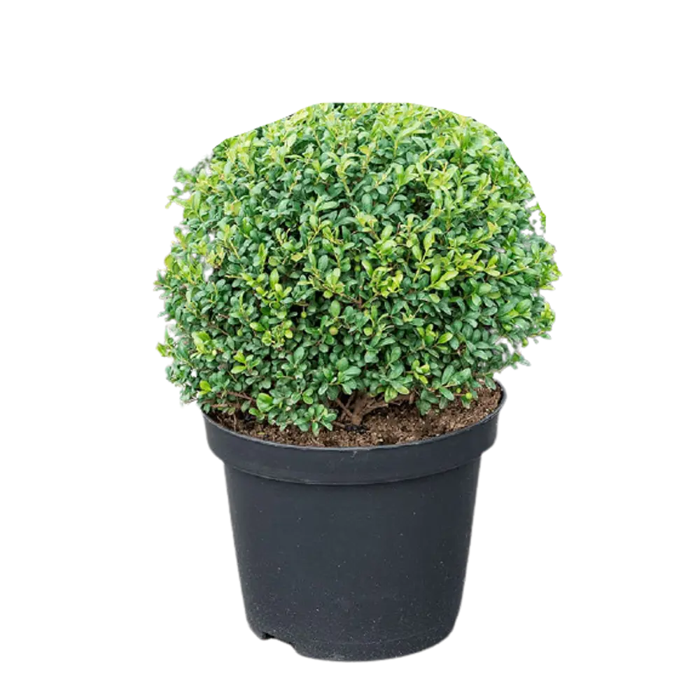 Фото Падуб Крената Голден Гем шар ø23 h30-40 см