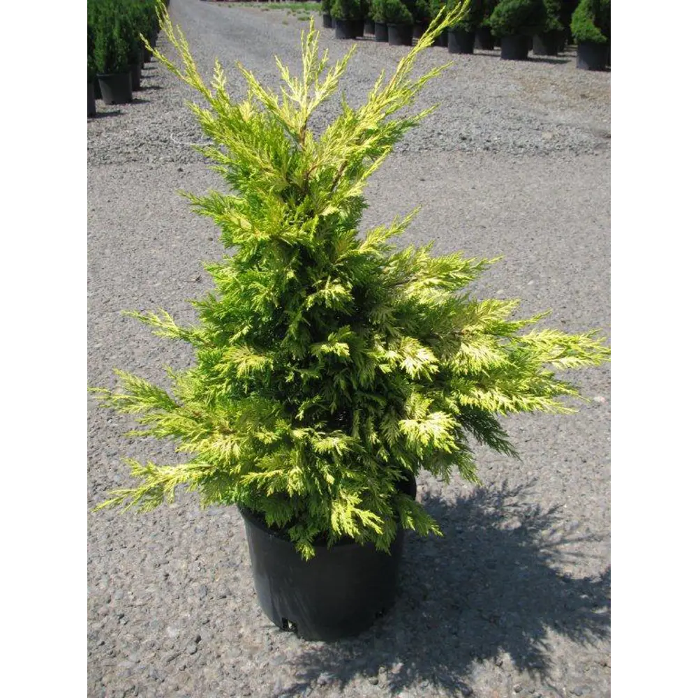 Фото Купрессоципарис Каслвеллан Голд ø36 h40 см