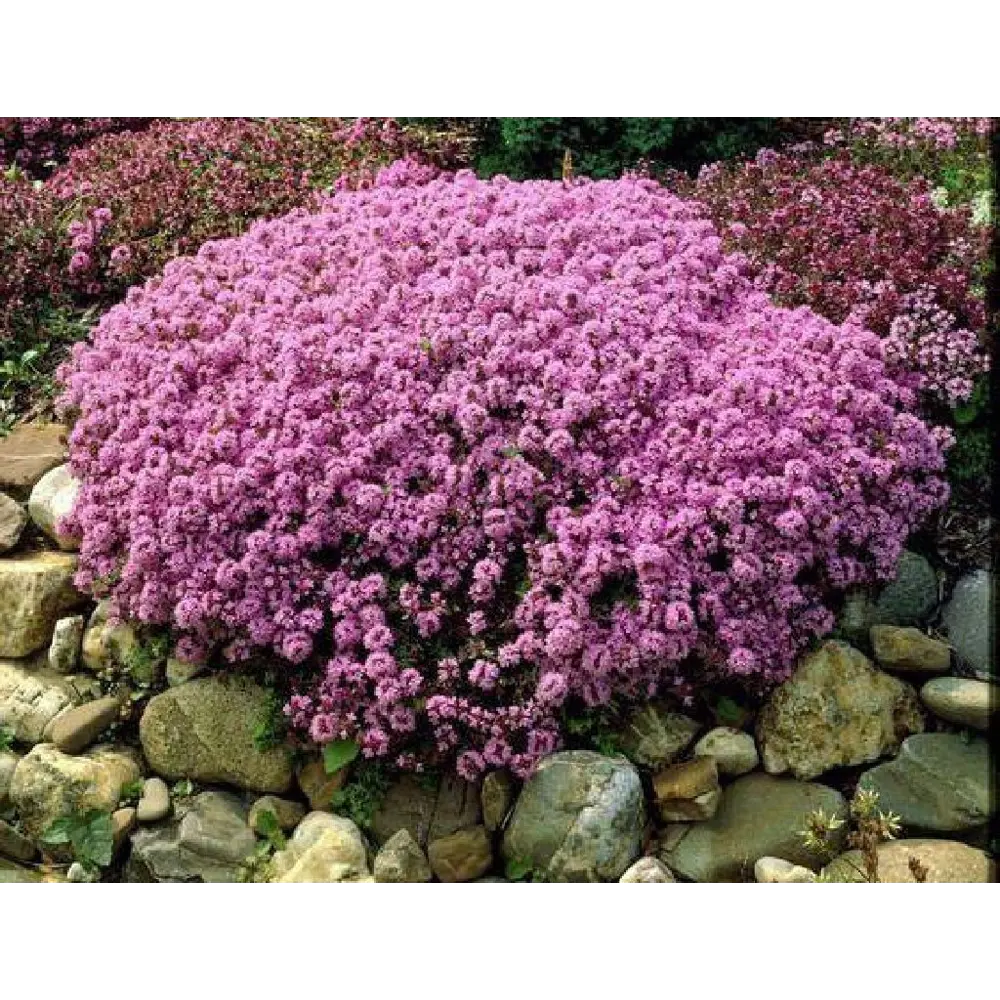 Фото Тимьян ранний Крипинг Ред h10 см Фото Тимьян ранний Крипинг Ред h10 см