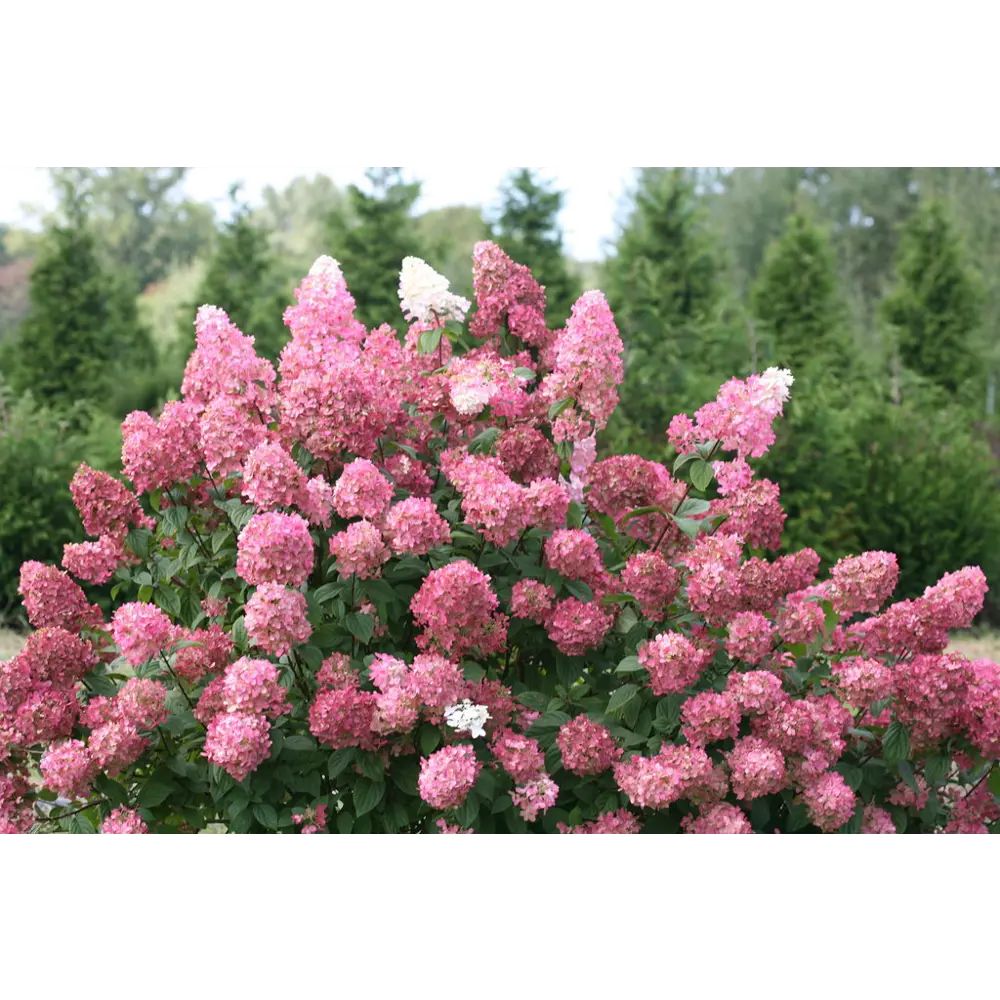 Фото Гортензия метельчатая Сандей Фрайз h40 см