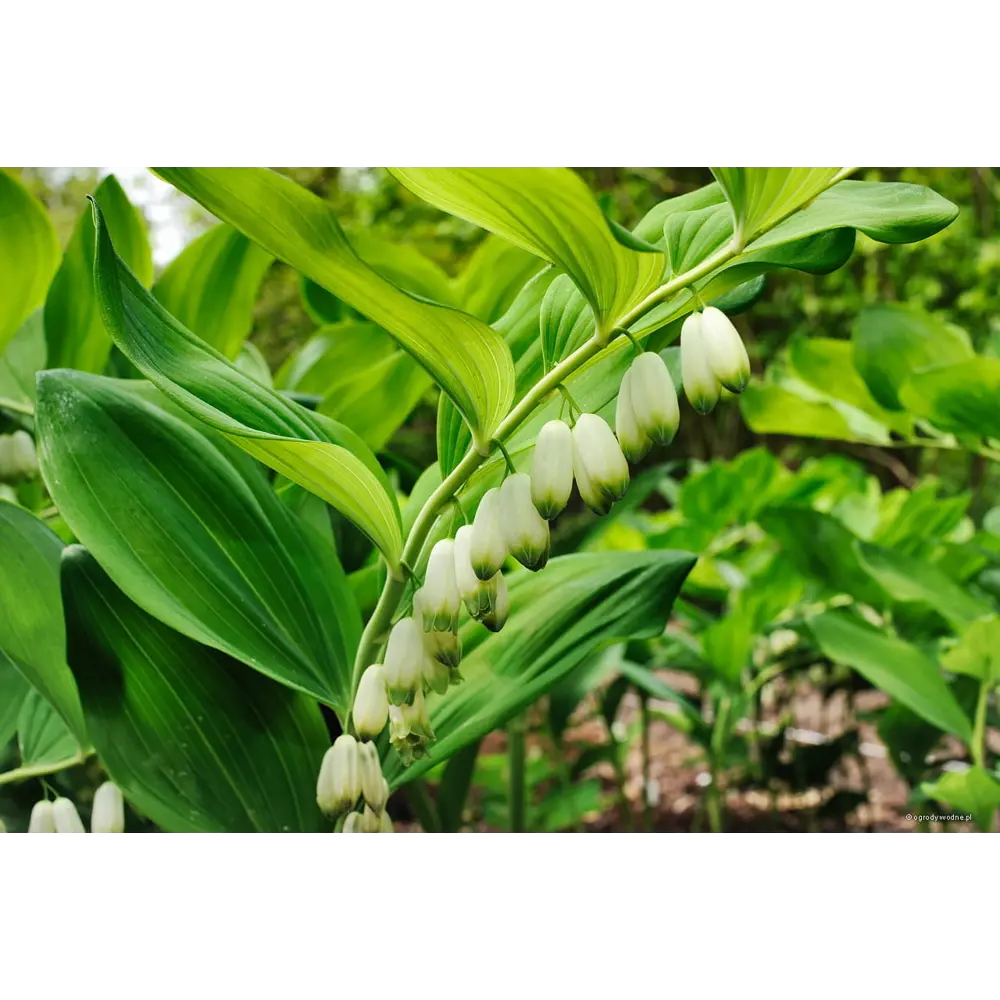 Фото Купена многоцветковая Гигантеум h20 см