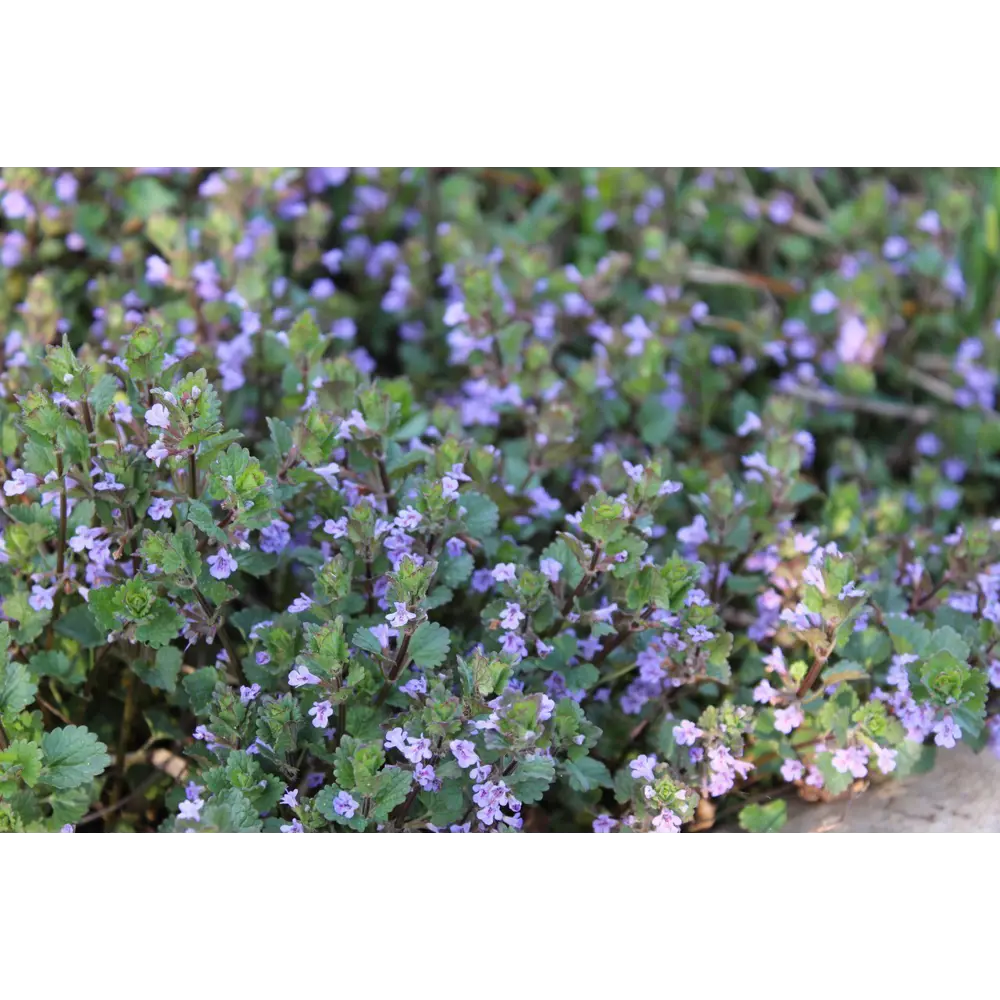 Фото Будра плющевидная Вариегата h10 см Фото Будра плющевидная Вариегата h10 см