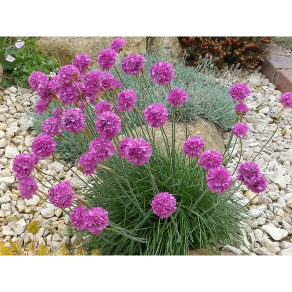 Фото Армерия приморская Спленденс h10 см