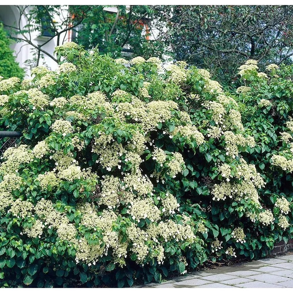 Фото Гортензия черешковая микс h20 см