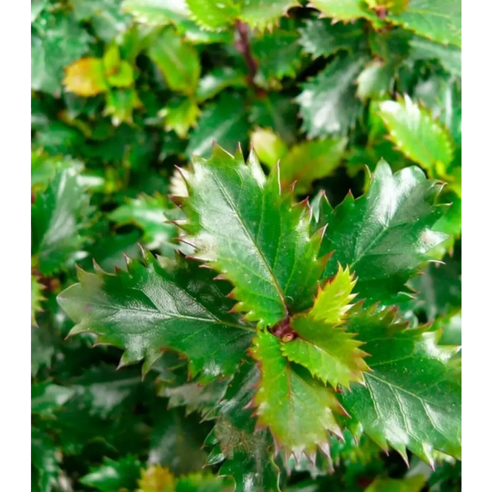 Фото Падуб Мессерва Литл Пйрэт h20 см