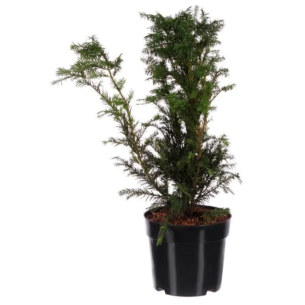 Фото Тис средний Хикси ø22 h65 см Фото Тис средний Хикси ø22 h65 см