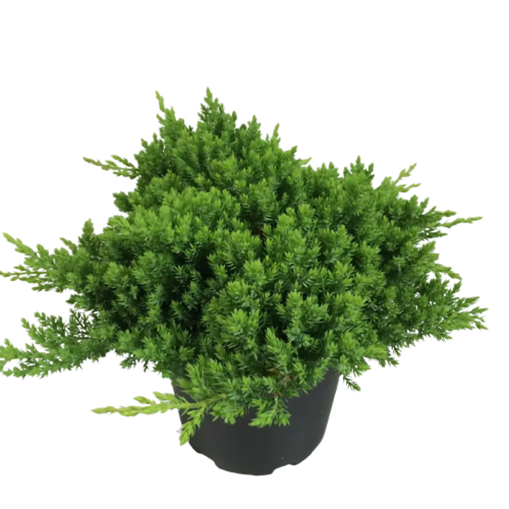 Фото Можжевельник лежачий Нана ø19 h55 см Фото Можжевельник лежачий Нана ø19 h55 см