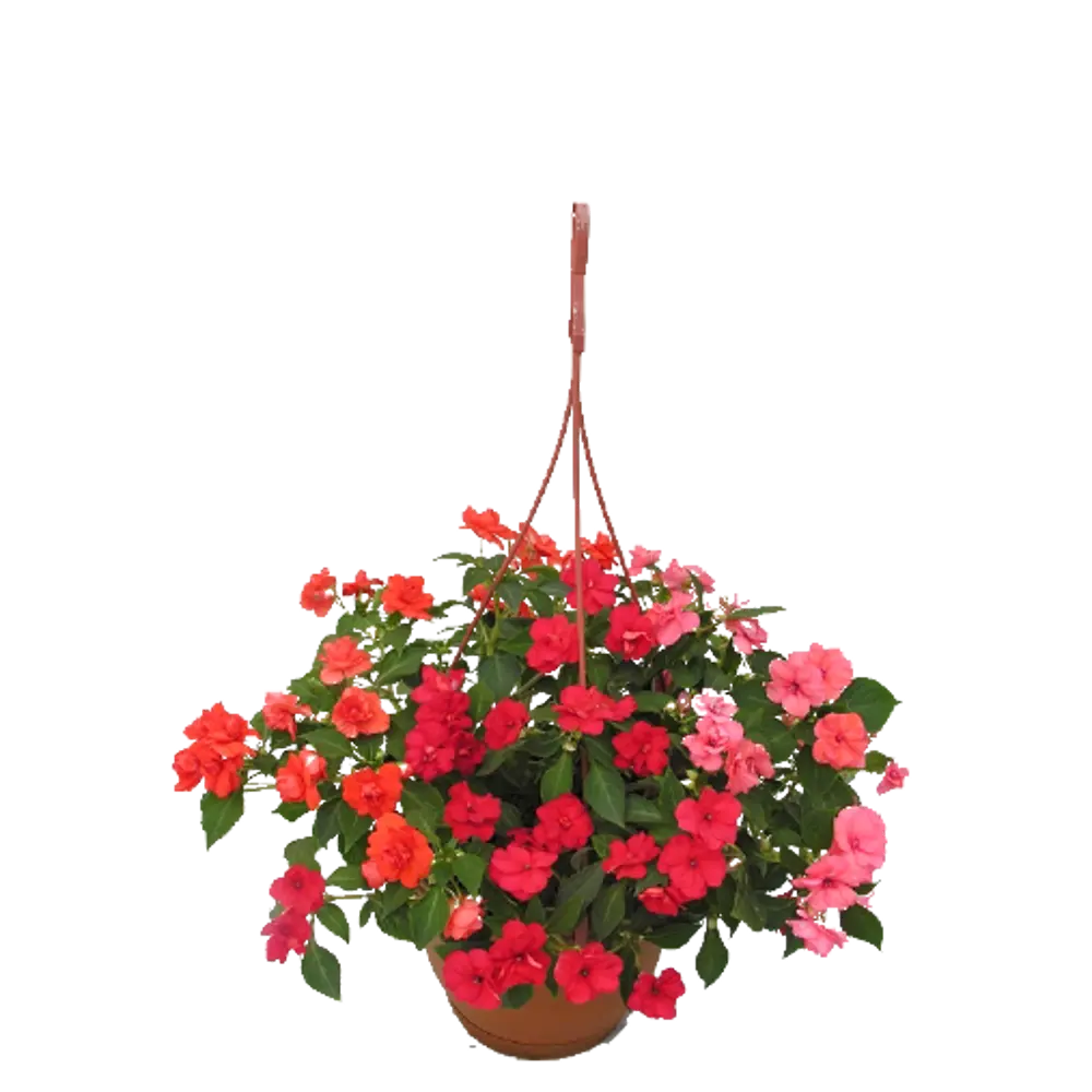 Фото Бальзамин ампельный Уоллера ø18 h25 см Фото Бальзамин ампельный Уоллера ø18 h25 см