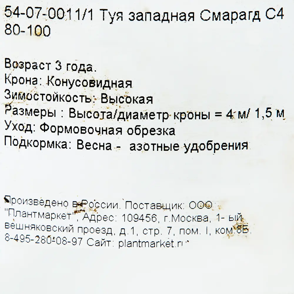 Фото 3 Туя западная Смарагд С4/80-100 см Фото 3 Туя западная Смарагд С4/80-100 см