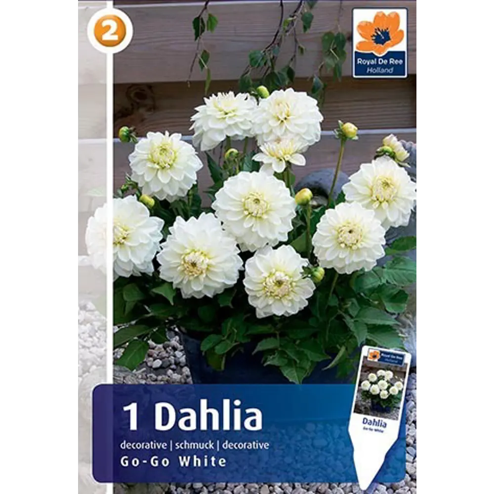 Фото Георгина бордюрная Гоу-Гоу белая луковица I Фото Георгина бордюрная Гоу-Гоу белая луковица I