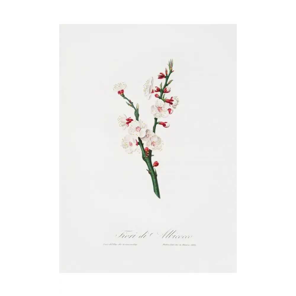 Фото Постер на холсте Дикие цветы - Цветок абрикоса 40x50 см в подарочном тубусе без рамы Фото Постер на холсте Дикие цветы - Цветок абрикоса 40x50 см в подарочном тубусе без рамы