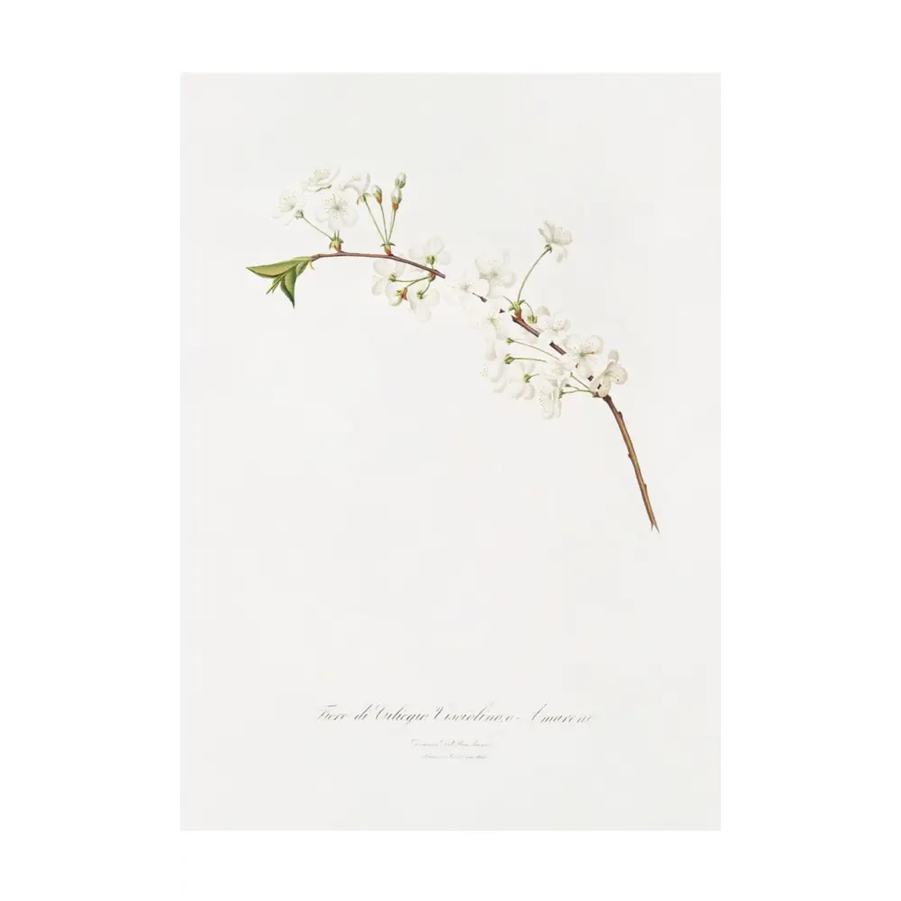 Фото Постер на холсте Дикие цветы - Цветок вишни Амарена 50x70 см в подарочном тубусе без рамы