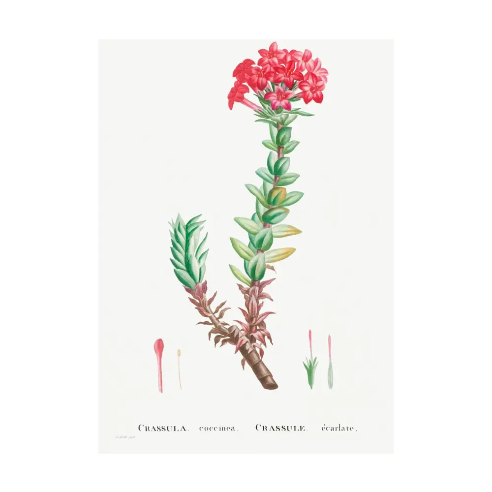 Фото Постер Дикие цветы - Красная Крассула 40x50 см в раме Фото Постер Дикие цветы - Красная Крассула 40x50 см в раме