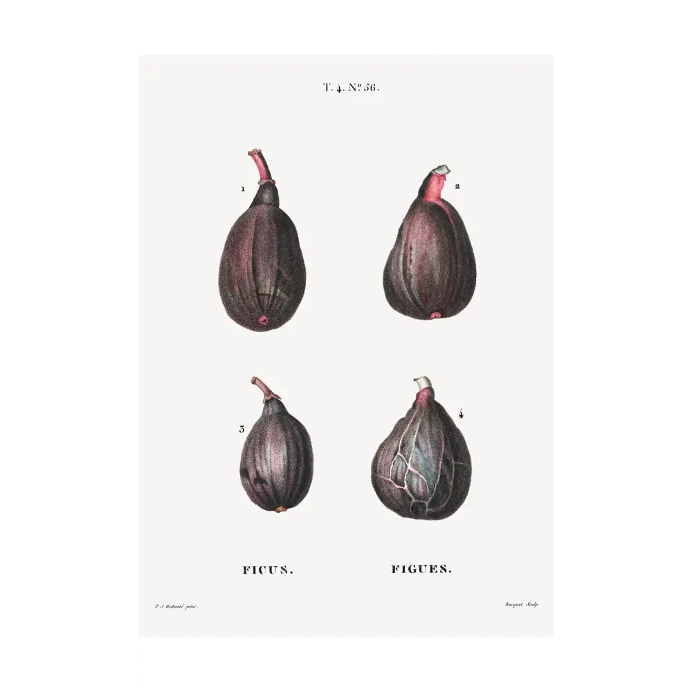 Фото Постер на холсте Фрукты - Фикусы и инжиры 60x90 см в подарочном тубусе без рамы
