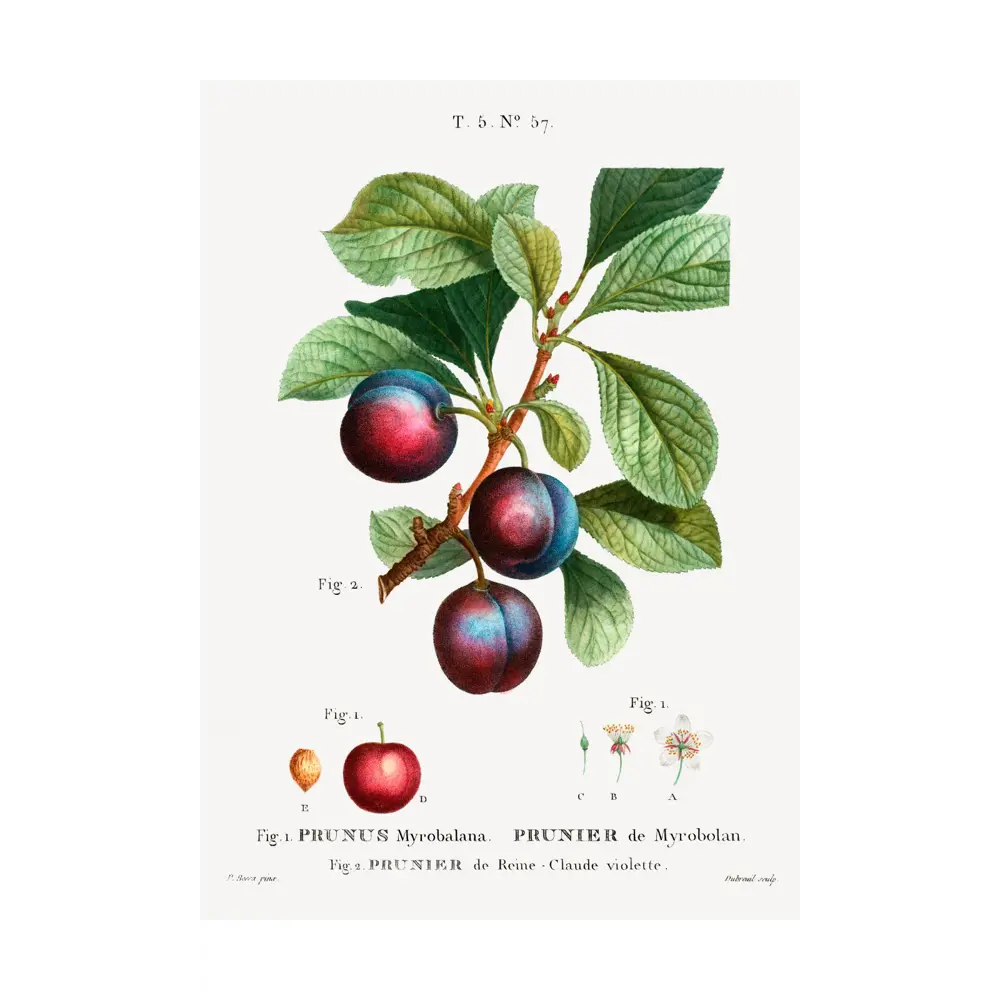 Фото Постер на холсте Фрукты - Сливы на веточке 90x120 см в подарочном тубусе без рамы