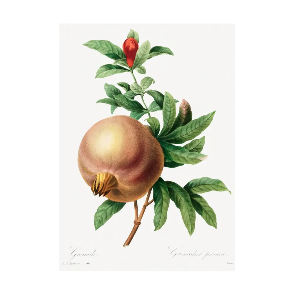 Фото Постер на холсте Фрукты - Гранат 50x70 см в подарочном тубусе без рамы Фото Постер на холсте Фрукты - Гранат 50x70 см в подарочном тубусе без рамы