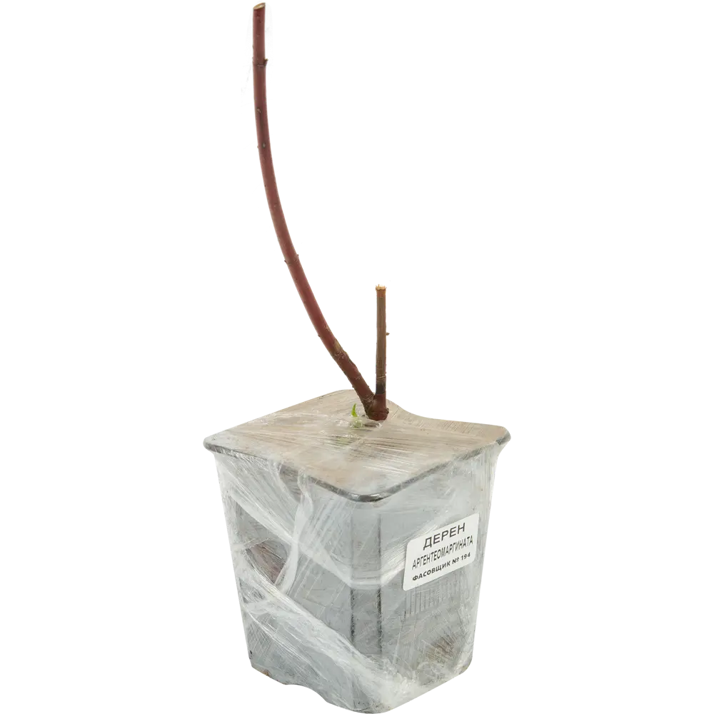 Фото 2 Дерен белый Аргентеомаргината 9x30 см