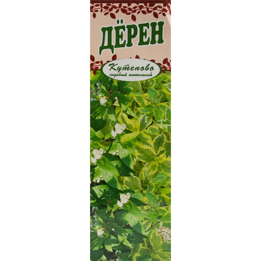 Фото Дерен белый Аргентеомаргината 9x30 см