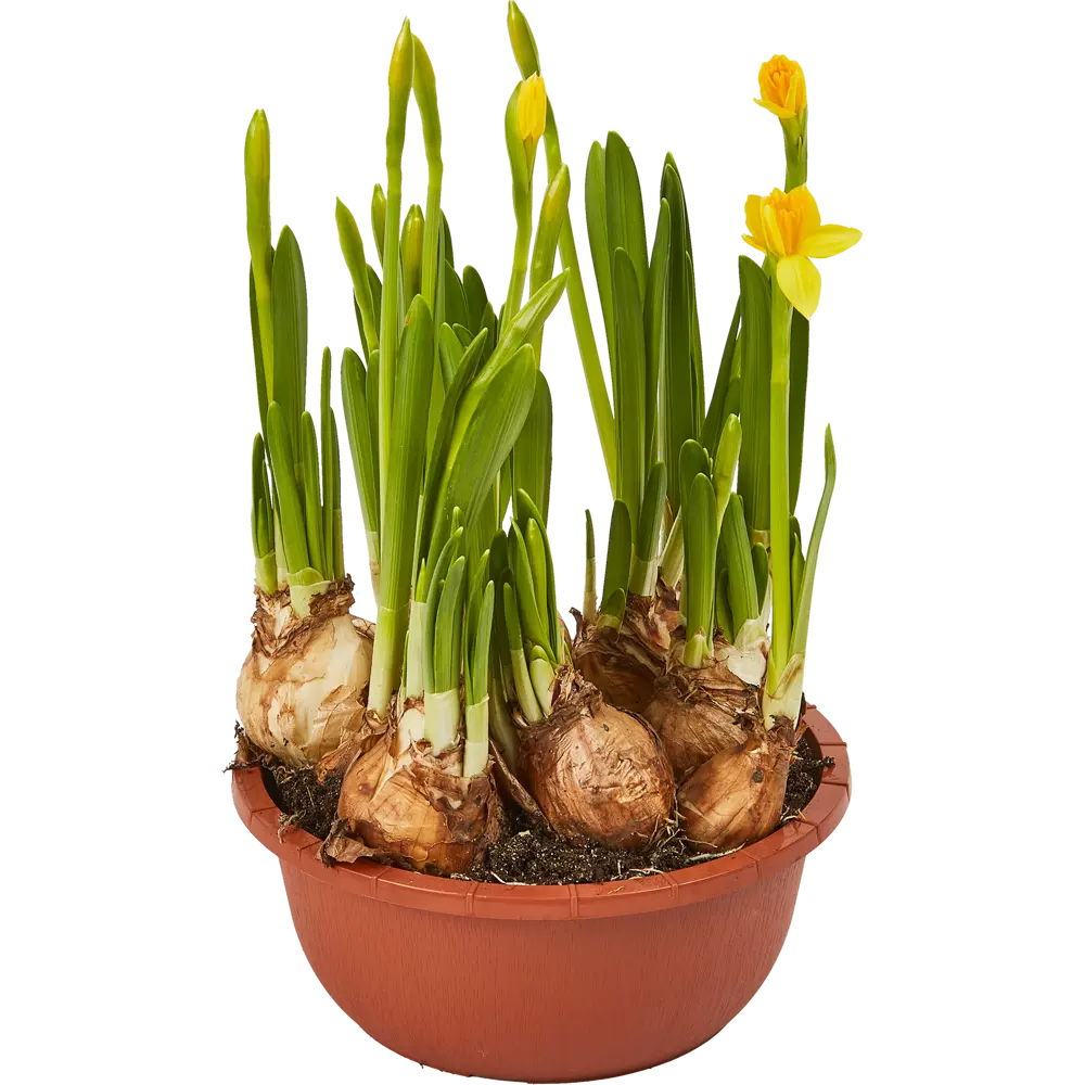 Фото Нарцисс Тет-а-тет 16х15 см Фото Нарцисс Тет-а-тет 16х15 см