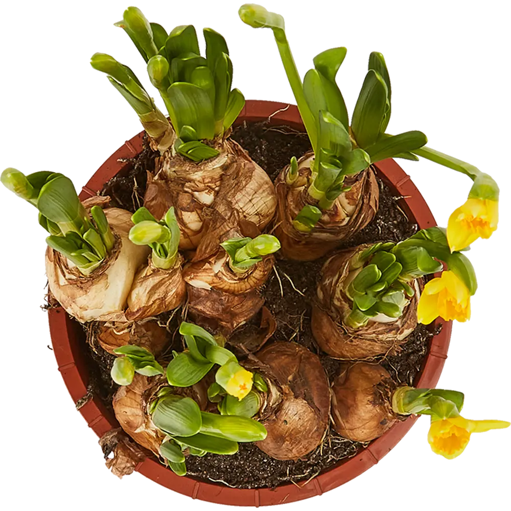 Фото 2 Нарцисс Тет-а-тет 16х15 см Фото 2 Нарцисс Тет-а-тет 16х15 см