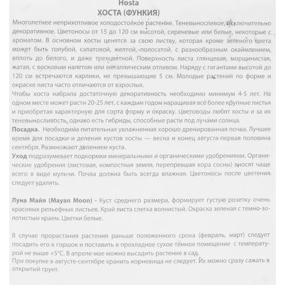 Фото 3 Хоста гибридная Майян мун луковица I Фото 3 Хоста гибридная Майян мун луковица I