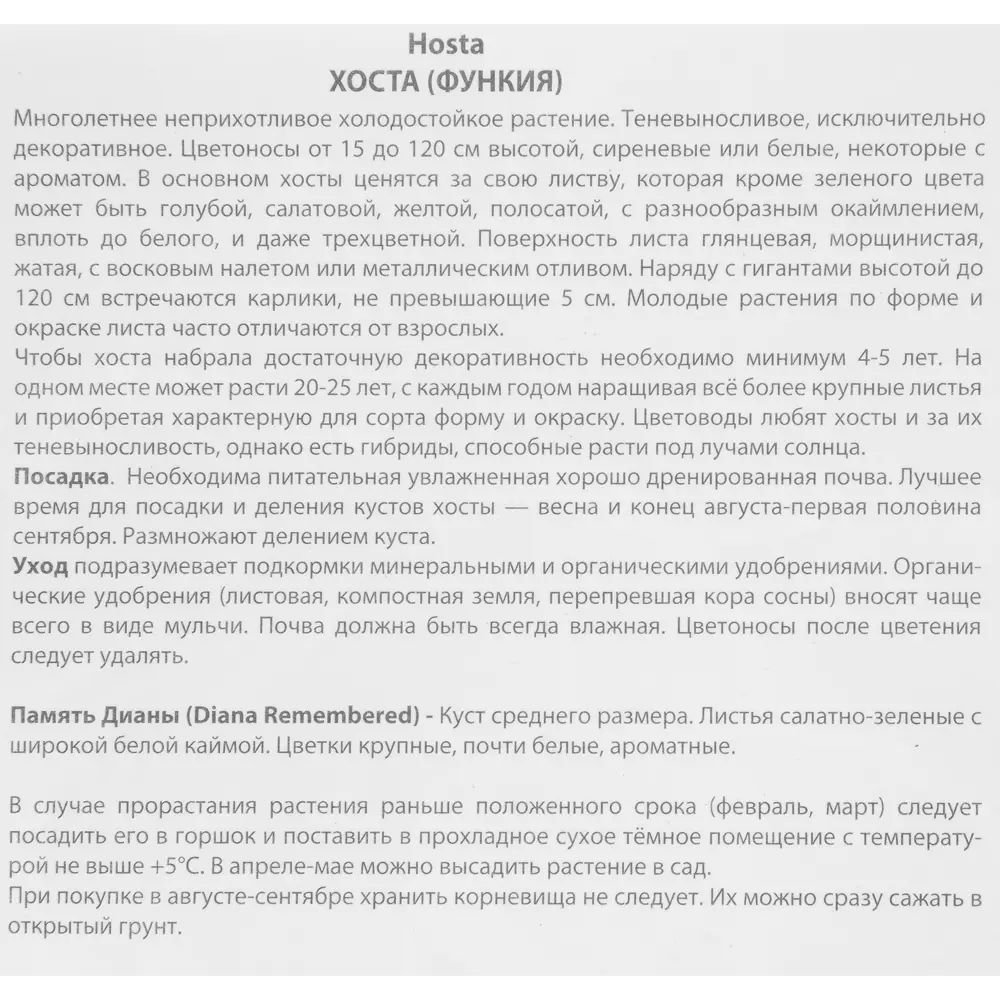Фото 3 Хоста гибридная Диана ремемберед луковица I Фото 3 Хоста гибридная Диана ремемберед луковица I