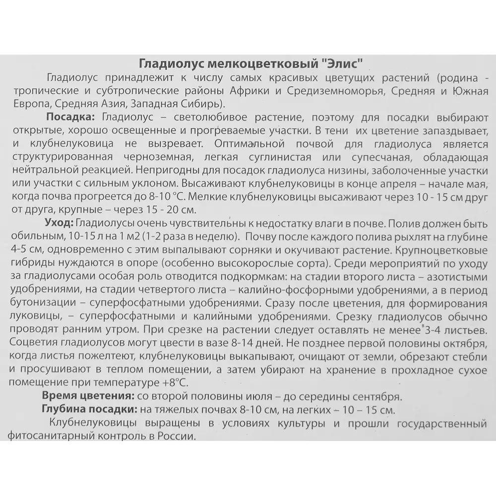 Фото 4 Гладиолус мелкоцветковый Элис 10 шт. Фото 4 Гладиолус мелкоцветковый Элис 10 шт.