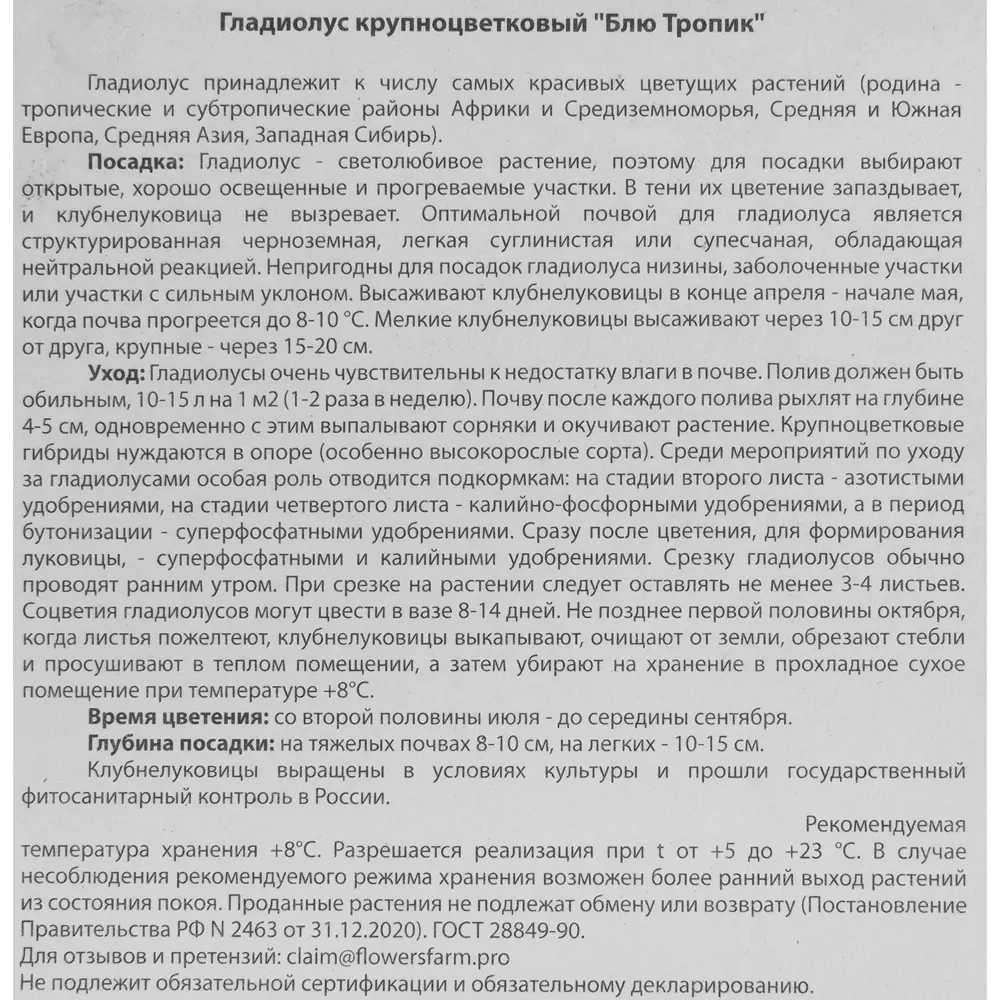 Фото 4 Гладиолус Блю Тропик 12/14 Фото 4 Гладиолус Блю Тропик 12/14