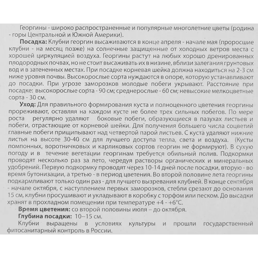 Фото 4 Георгина Строберри Крем 1 шт.