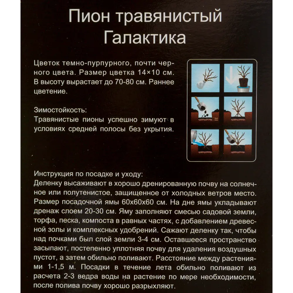 Фото 4 Пион травянистый Галактика Фото 4 Пион травянистый Галактика