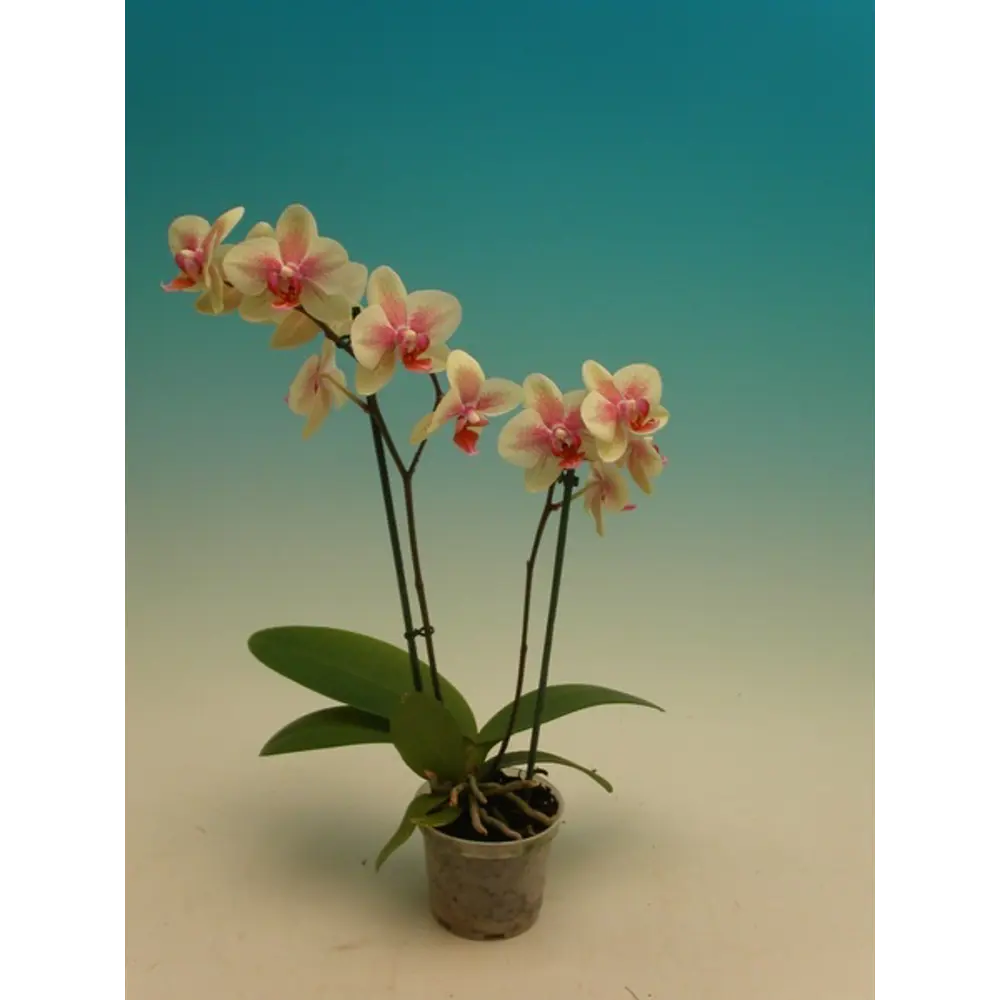 Фото 5 Орхидея Фаленопсис Помпеи 2 стебля ø9 h40 см Фото 5 Орхидея Фаленопсис Помпеи 2 стебля ø9 h40 см