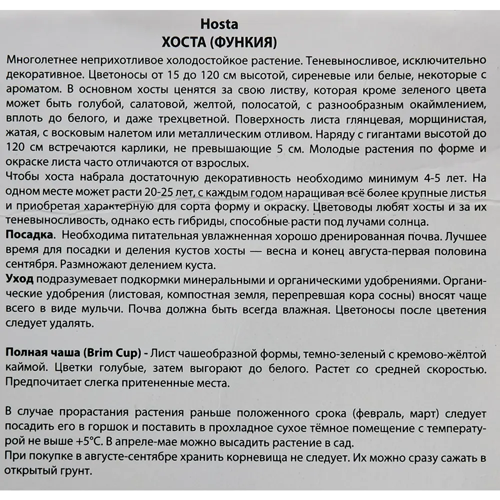 Фото 3 Хоста гибридная «Брим Кап», размер луковицы I Фото 3 Хоста гибридная «Брим Кап», размер луковицы I