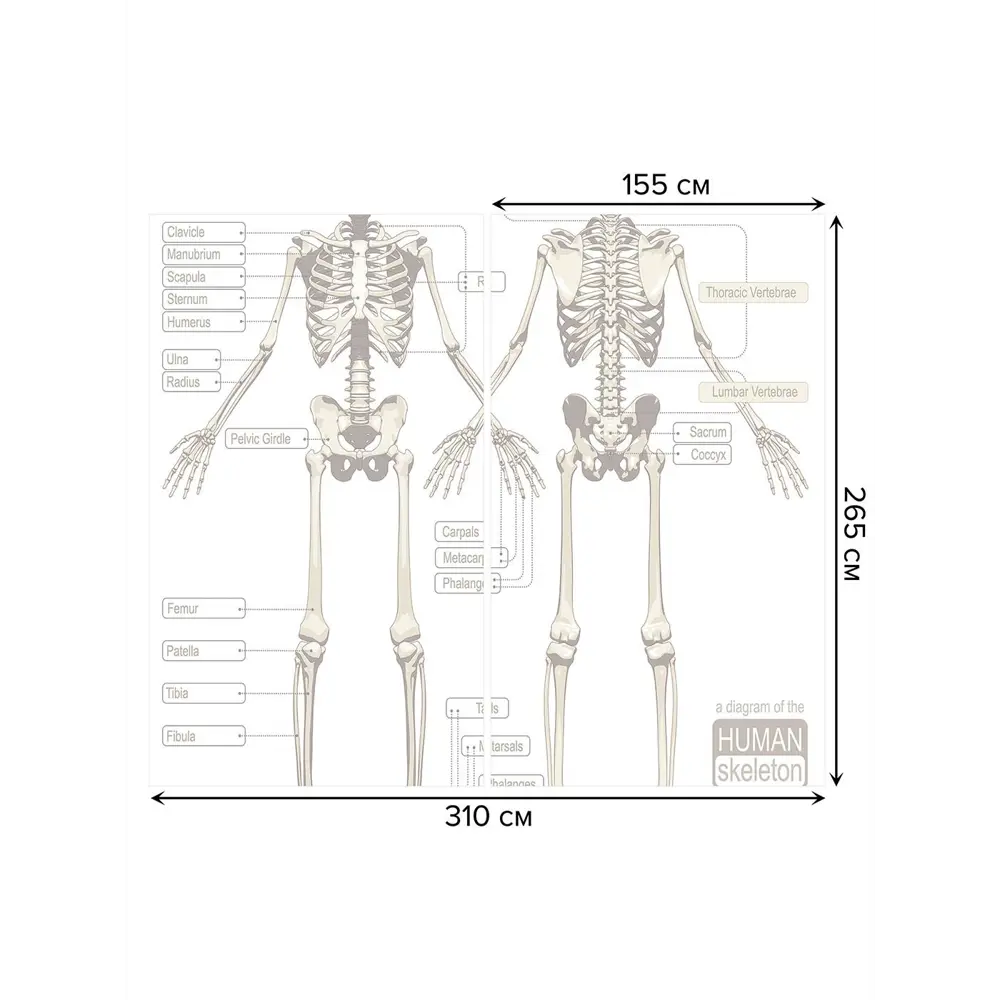 Фото 3 Тюль на шторной ленте Анатомия человека 310х265 см цвет белый Фото 3 Тюль на шторной ленте Анатомия человека 310х265 см цвет белый