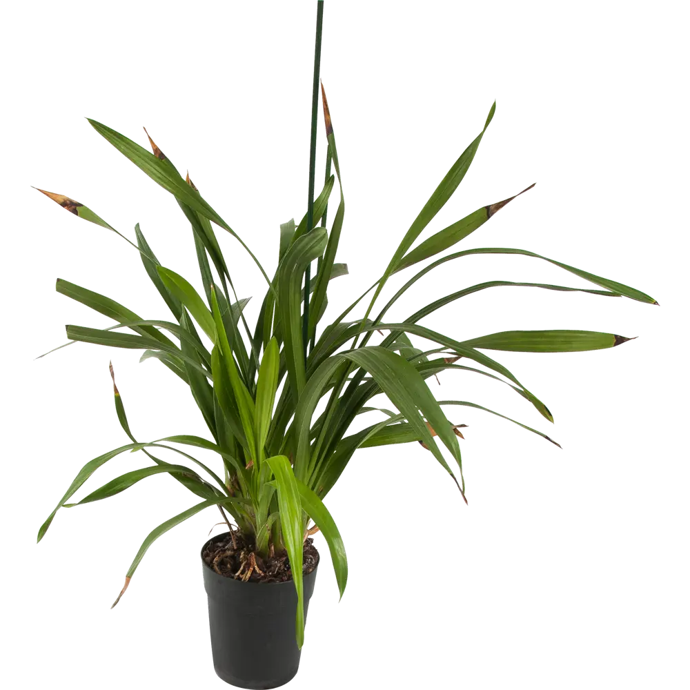 Фото Орхидея Цимбидиум 2 стебля ø14 h85 см Фото Орхидея Цимбидиум 2 стебля ø14 h85 см
