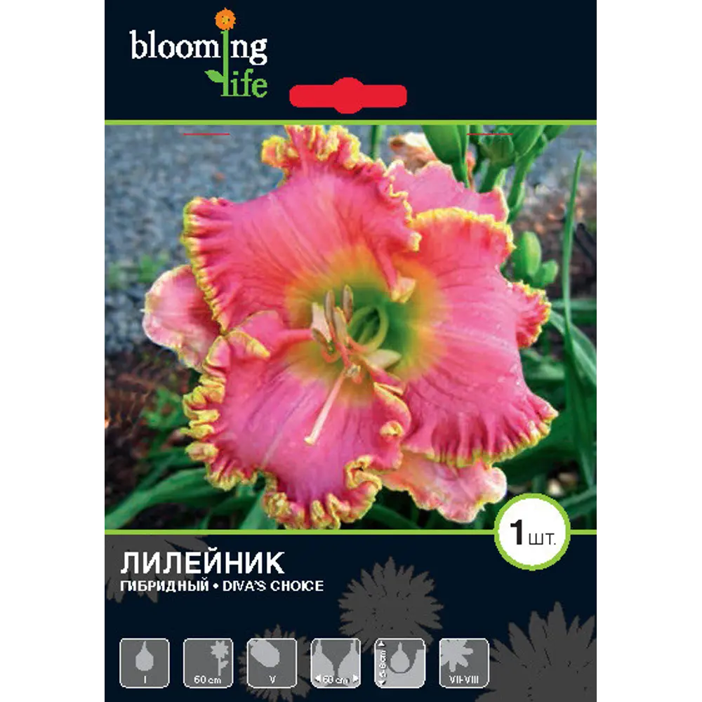Фото Лилейник Дивас Чойс луковица I Фото Лилейник Дивас Чойс луковица I