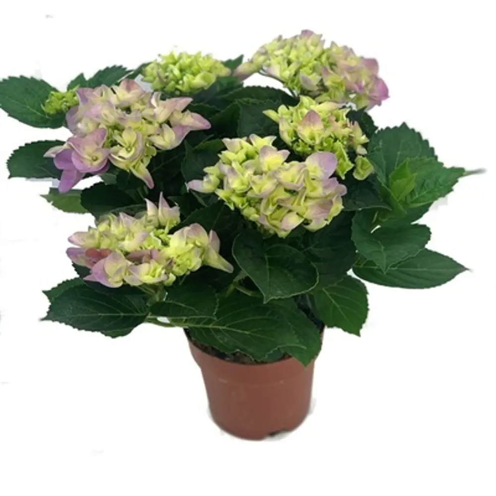 Фото Гидрангея Голубой и розовый ø14 h35 см Фото Гидрангея Голубой и розовый ø14 h35 см