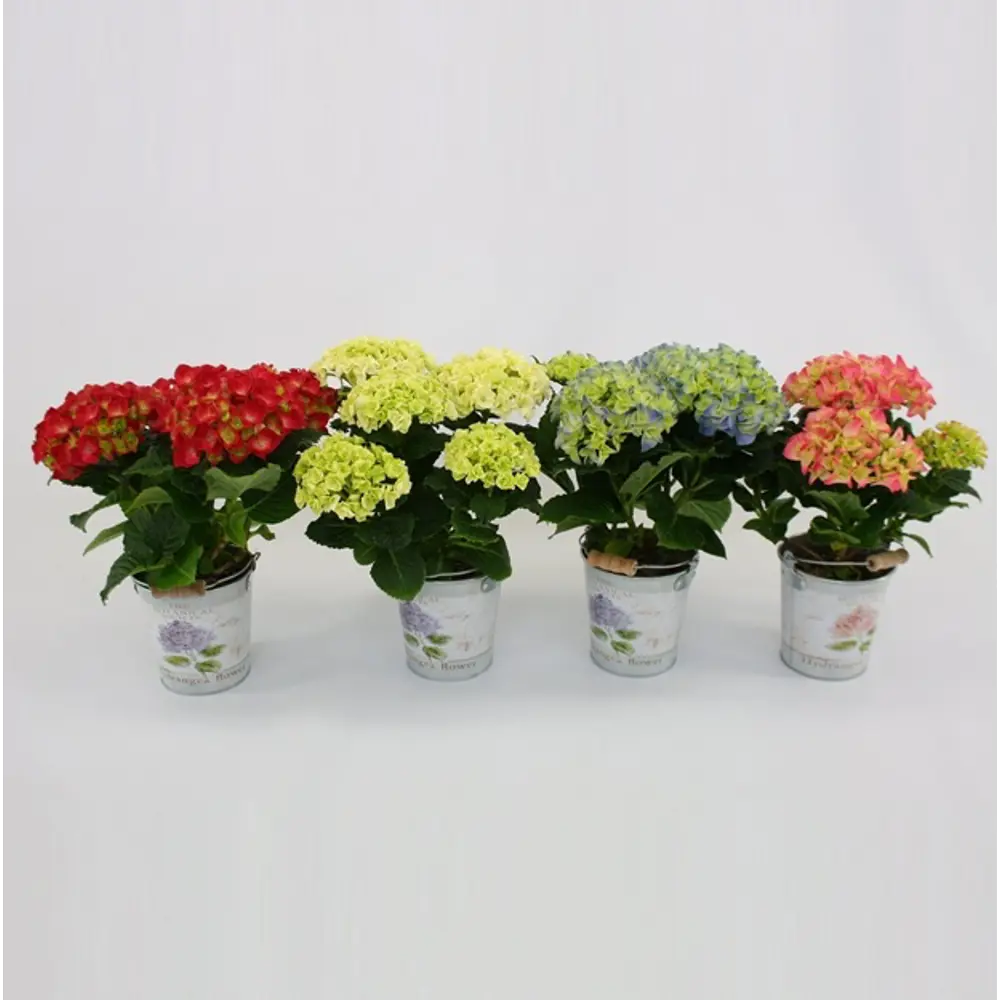 Фото Гидрангея 1ствол микс в подарочной упаковке ø11 h25 см Фото Гидрангея 1ствол микс в подарочной упаковке ø11 h25 см