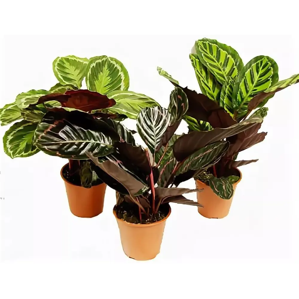 Фото Калатея Медальон ø19 h65 см Фото Калатея Медальон ø19 h65 см