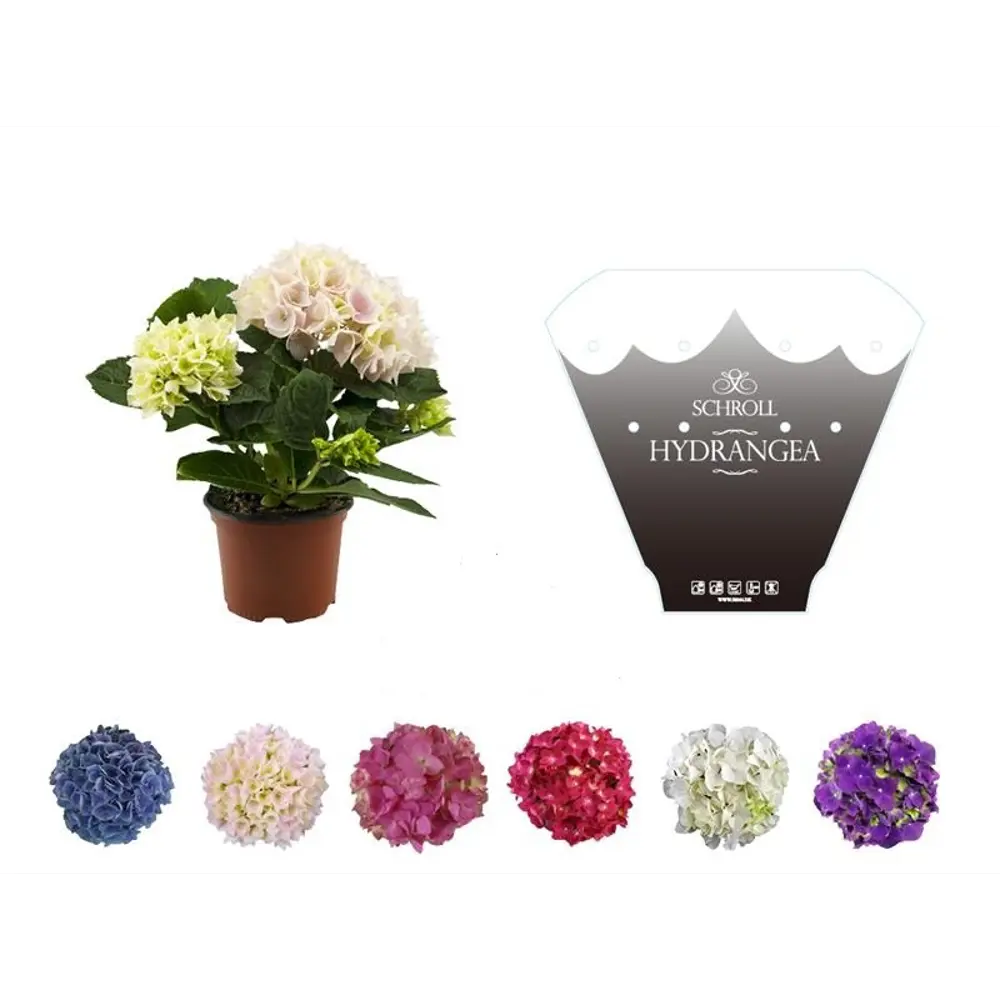 Фото Гортензия декоративная микс ø10 h20 см Фото Гортензия декоративная микс ø10 h20 см