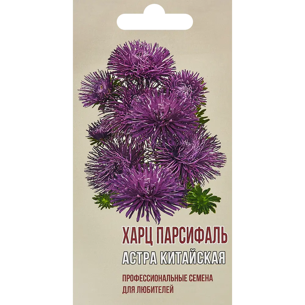 Фото Астра китайская Харц Парсиваль Фото Астра китайская Харц Парсиваль