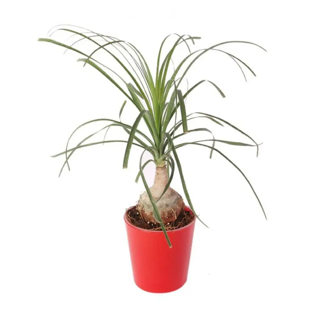 Фото Нолина Ножка слона ø6 h8 см