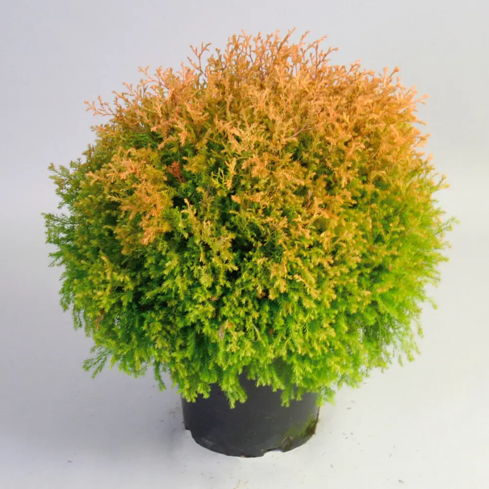 Фото Туя западная Рейнголд ø17 h10-15 см Фото Туя западная Рейнголд ø17 h10-15 см