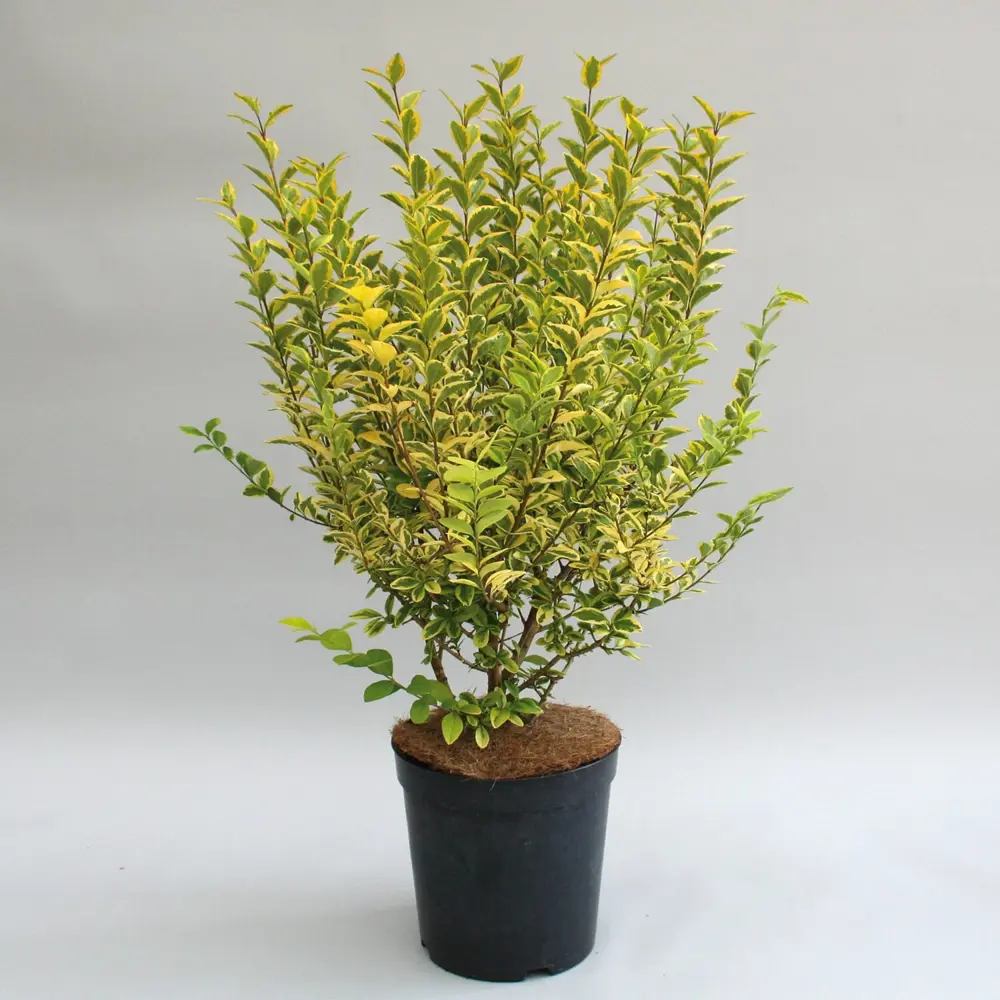 Фото Бирючина обыкновенная ø19 h30-40 см Фото Бирючина обыкновенная ø19 h30-40 см