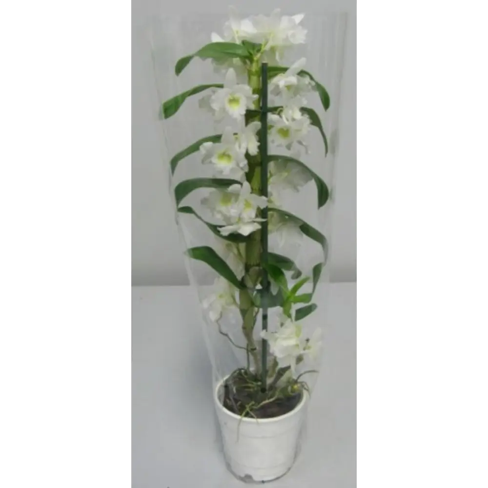Фото Орхидея Дендробиум 1 ст d12 Фото Орхидея Дендробиум 1 ст d12