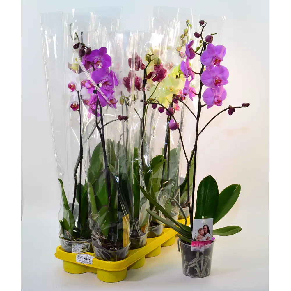 Фото Орхидея Фален special 1 см d12 Фото Орхидея Фален special 1 см d12